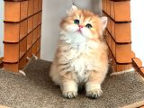Minik Aslan Golden British Longhair Yavrumuz