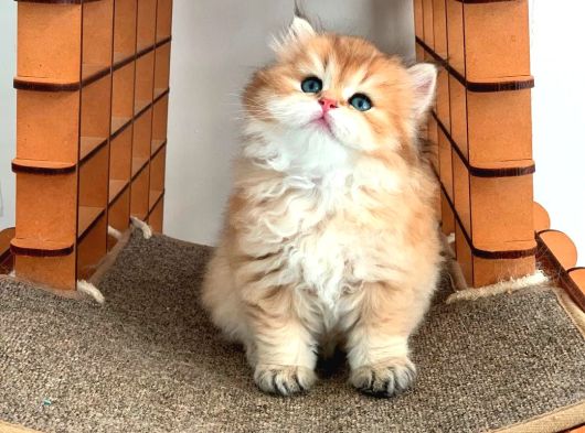 Minik Aslan Golden British Longhair Yavrumuz görsel