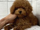 Toy Poodle Sevi̇mli̇ Yavrular Ev Üreti̇mi̇