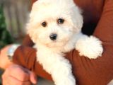 Maltese Terri̇er Ci̇nsi̇ Yavrular