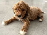 MALTİPOO CİNSİ YAVRULAR EV ÜRETİMİ