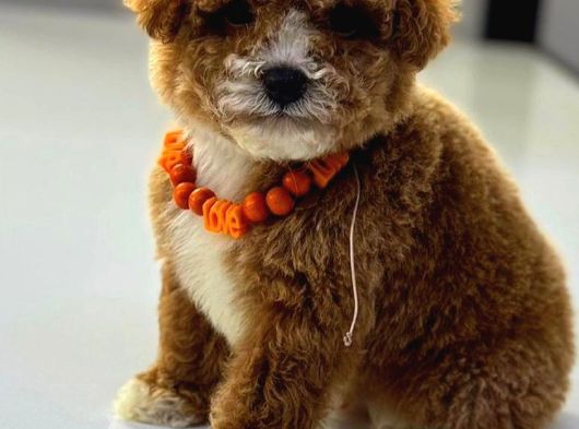Toy Poodle Sevi̇mli̇ Yavrular Ev Üreti̇mi̇ görsel