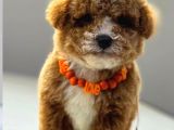 TOY POODLE SEVİMLİ YAVRULAR EV ÜRETİMİ