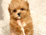MALTİPOO CİNSİ YAVRULAR EV ÜRETİMİ
