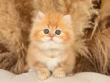 Altin Sarisi Bi̇blo Surat Bri̇ti̇sh Longhai̇r Golden Yavrum