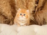 Altin Sarisi Bi̇blo Surat Bri̇ti̇sh Longhai̇r Golden Yavrum