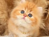 ALTIN SARISI BİBLO SURAT BRİTİSH LONGHAİR GOLDEN YAVRUM