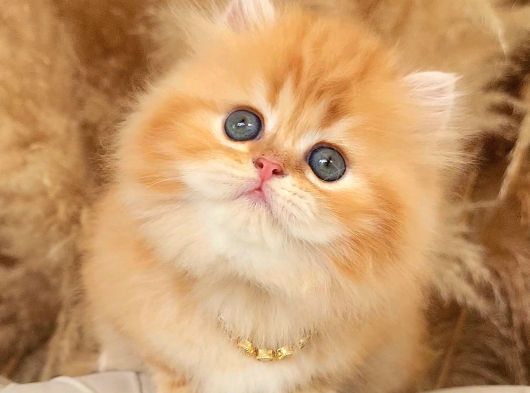 Altin Sarisi Bi̇blo Surat Bri̇ti̇sh Longhai̇r Golden Yavrum