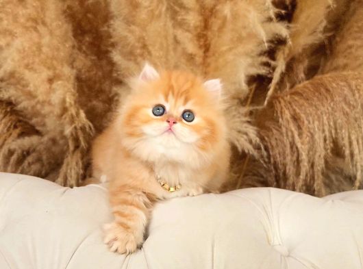Altin Sarisi Bi̇blo Surat Bri̇ti̇sh Longhai̇r Golden Yavrum görsel