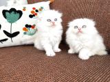 Kartopu Safkan Biritish Shorthair Bebeklerimiz