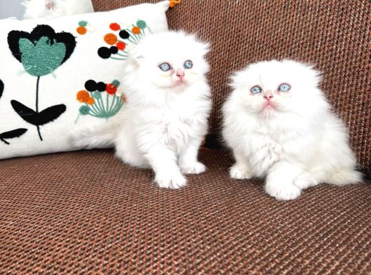 Kartopu Safkan Biritish Shorthair Bebeklerimiz görsel