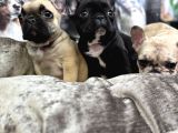 Fransiz Buldog Yavrulari Ankara
