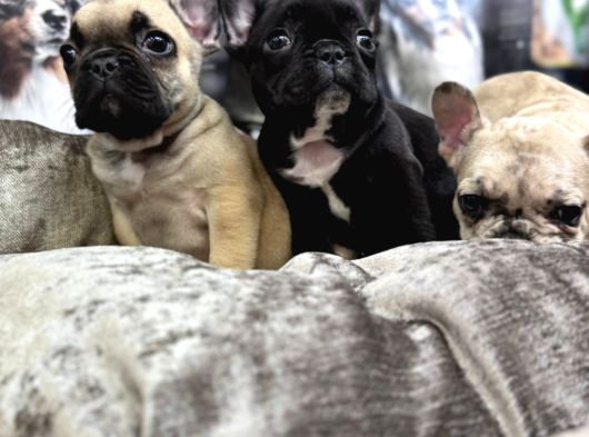 Fransiz Buldog Yavrulari Ankara görsel