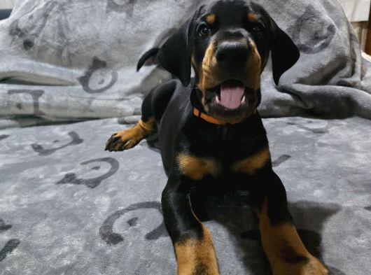 Tesli̇me Hazir European Doberman Yavrulari Izmir görsel