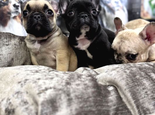 Fransiz Buldog Yavrulari Ankara görsel