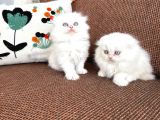 Kartopu Safkan Biritish Shorthair Bebeklerimiz