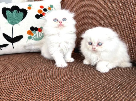 Kartopu Safkan Biritish Shorthair Bebeklerimiz görsel