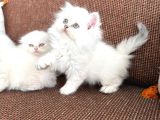 Kartopu Safkan Biritish Shorthair Bebeklerimiz