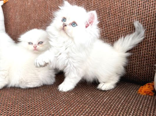 Kartopu Safkan Biritish Shorthair Bebeklerimiz görsel