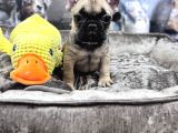 Fransiz Buldog Yavrulari Ankara