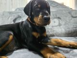 Tesli̇me Hazir European Doberman Yavrulari Izmir