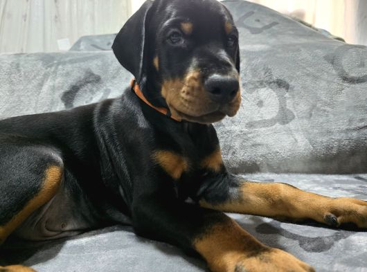 Tesli̇me Hazir European Doberman Yavrulari Izmir görsel
