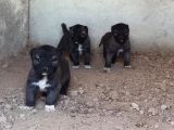 Saf Kangal Yavruları Yurt Içi Yurt Dışı Gönderim Vardır