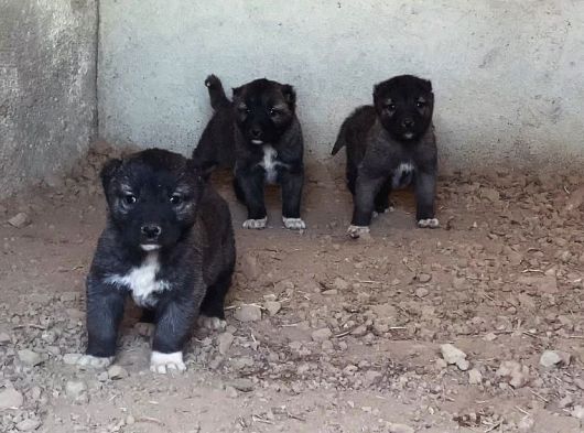 Saf Kangal Yavruları Yurt Içi Yurt Dışı Gönderim Vardır görsel