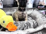 Fransiz Buldog Yavrulari Ankara
