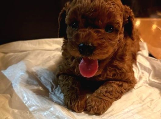 Kıvır Kıvır Orjinal Poodle Minişlerim