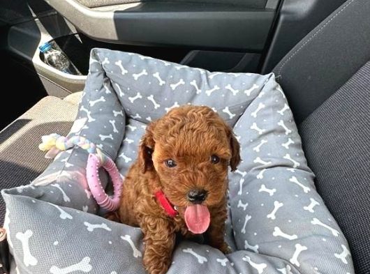Kıvır Kıvır Orjinal Poodle Minişlerim görsel