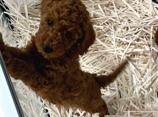 Safkan Poodle Yavrularım Çiş Eğitimli görsel