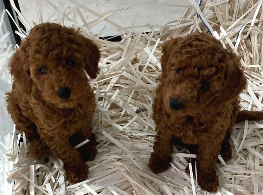 Safkan Poodle Yavrularım Çiş Eğitimli