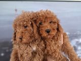 Irk ve saglik garantili poodle bebeklerimiz