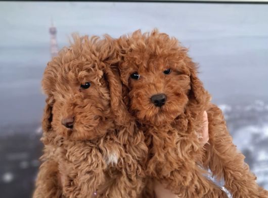 Irk Ve Saglik Garantili Poodle Bebeklerimiz