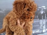Irk Ve Saglik Garantili Poodle Bebeklerimiz