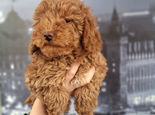 Irk Ve Saglik Garantili Poodle Bebeklerimiz görsel