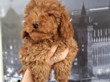Irk Ve Saglik Garantili Poodle Bebeklerimiz