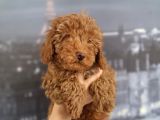 Irk Ve Saglik Garantili Poodle Bebeklerimiz