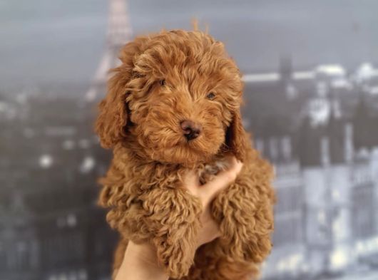 Irk Ve Saglik Garantili Poodle Bebeklerimiz görsel