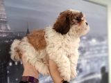 Kusursuz Anatomi̇ Shi̇htzu