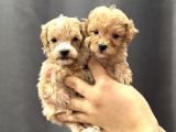 TEACUP MALTİPOO YAVRULARI