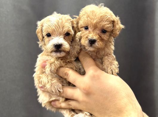 Teacup Malti̇poo Yavrulari