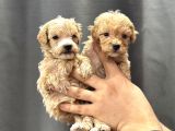 Teacup Malti̇poo Yavrulari