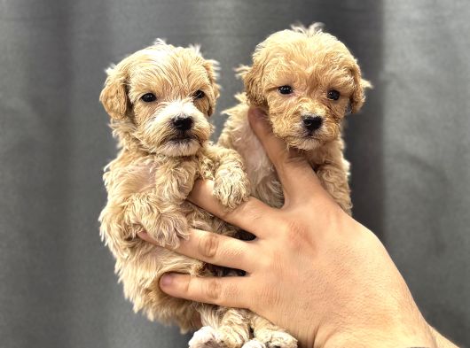 Teacup Malti̇poo Yavrulari görsel