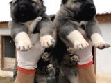 Saf Kangal Yavruları Yurt Içi Yurt Dışı Gönderim Vardır