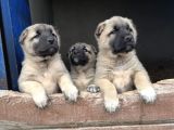 Saf kangal yavruları yurt içi yurt dışı gönderim vardır