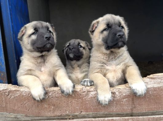 Saf Kangal Yavruları Yurt Içi Yurt Dışı Gönderim Vardır