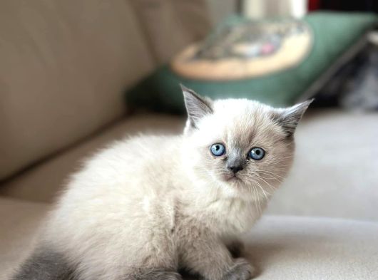 Blue Point Ve Gri Yavrularimiz görsel
