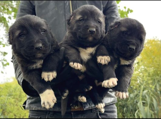 Saf Kangal Yavruları Yurt Içi Yurt Dışı Gönderim Vardır görsel
